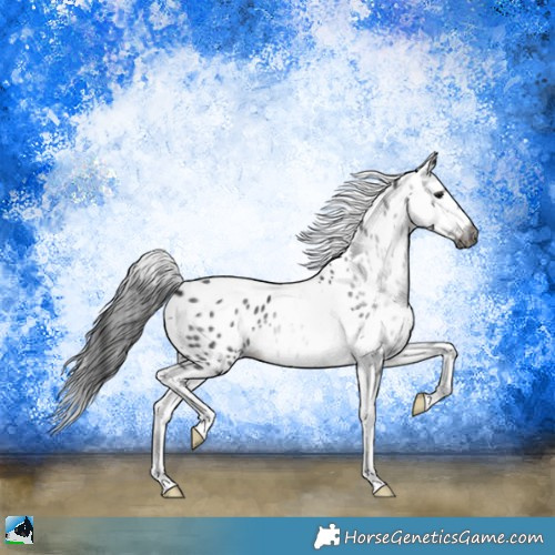 Horse Color:Gray Brown Tobiano Appaloosa