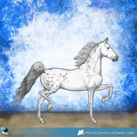 Horse Color:Gray Brown Tobiano Appaloosa 
