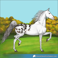 Horse Color:Liver Chestnut Appaloosa 