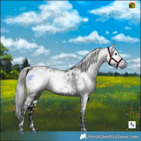 Horse Color:Gray Midnight Black Ice Appaloosa 