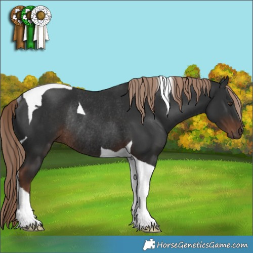 Horse Color:Liver Chestnut Tobiano Rabicano 
