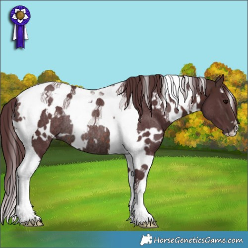 Horse Color:White Spotted Chocolate Brown Tobiano Rabicano 