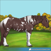 Horse Color:White Spotted Chocolate Black Tobiano