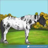 Horse Color:White Spotted Black Tobiano Rabicano 