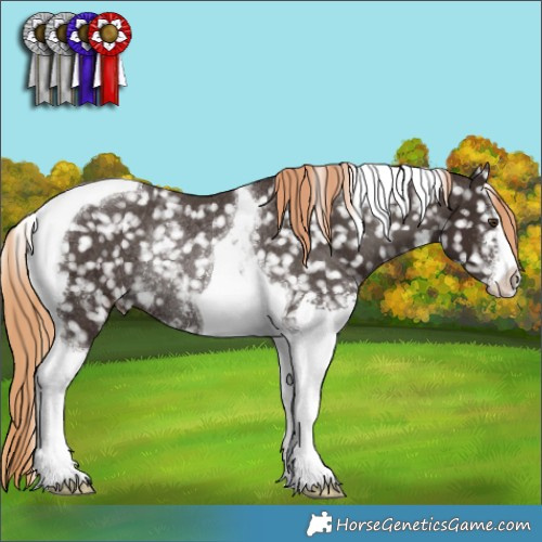 Horse Color:Liver Chestnut Sabino Tobiano Appaloosa Rabicano 