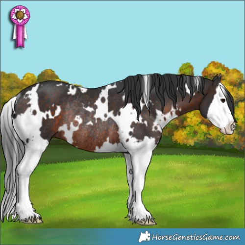 Horse Color:White Spotted Brown Splash Rabicano 