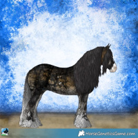 Horse Color:Buckskin Ice Onyx Sabino Rabicano 