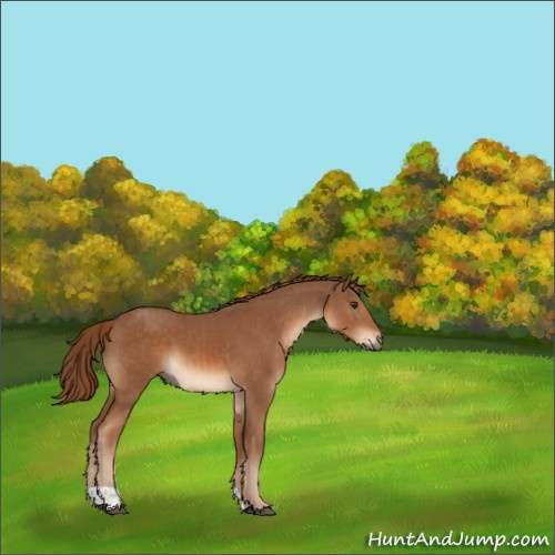Horse Color:Chestnut  and Chestnut 