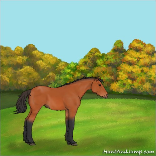 Horse Color:Bay 
