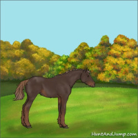 Horse Color:Liver Chestnut 