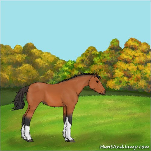 Horse Color:Bay 