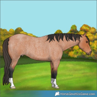 Horse Color:Bay Roan 