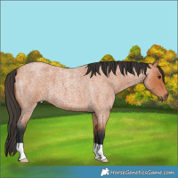 Horse Color:Bay Roan 