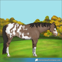 Horse Color:Liver Red Dun Appaloosa 