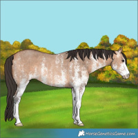 Horse Color:White Spotted Bay Dun Rabicano 