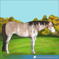 Horse Color:White Spotted Bay Dun Rabicano