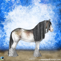 Horse Color:White Spotted Brown Onyx Sabino Rabicano