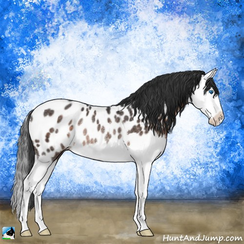 Horse Color:Brown Splash Appaloosa Rabicano 