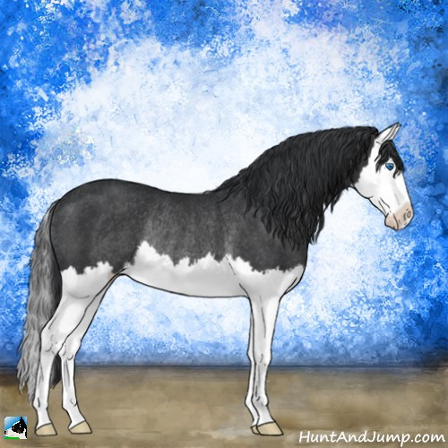 Horse Color:Black Splash Rabicano 