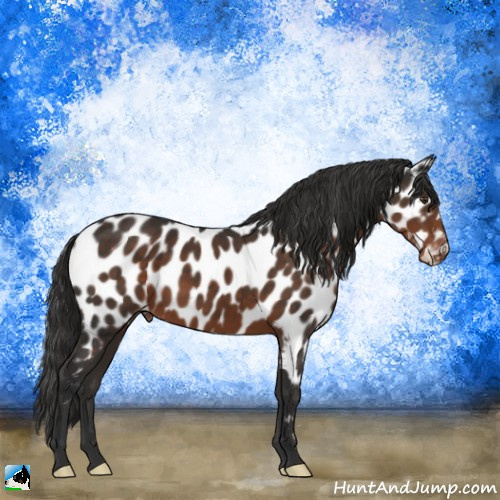 Horse Color:Liver Chestnut Near Leopard 