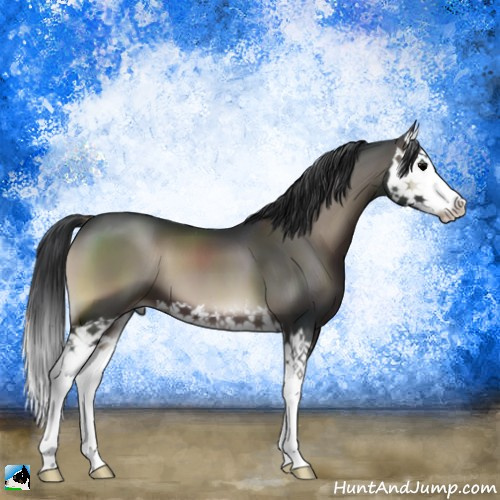 Horse Color:Blue Onyx Splash 