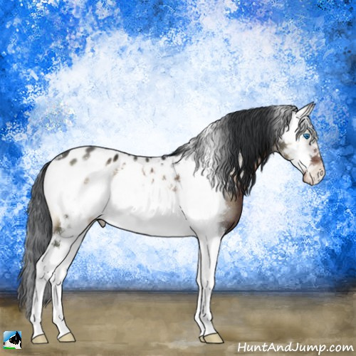 Horse Color:Brown Onyx Splash Frame Appaloosa 