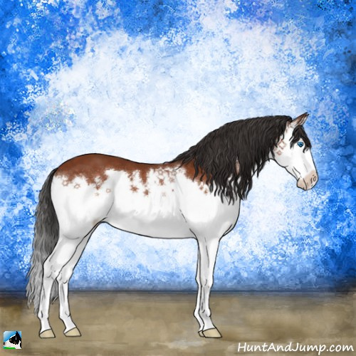 Horse Color:Brown Mushroom Splash Appaloosa 
