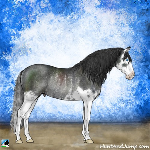 Horse Color:Black Splash Appaloosa Rabicano 