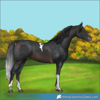 Horse Color:Brown Tobiano Varnish 