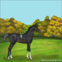 Horse Color:Brown Tobiano Appaloosa 