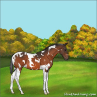 Horse Color:White Spotted Brown Tobiano 