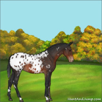 Horse Color:White Spotted Brown Appaloosa