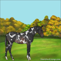 Horse Color:White Spotted Brown Rabicano 