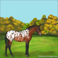 Horse Color:Bay Appaloosa 