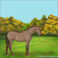 Horse Color:Liver Red Dun 