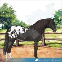 Horse Color:Liver Chestnut Appaloosa 