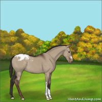 Horse Color:Liver Red Dun Appaloosa