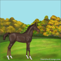 Horse Color:Liver Chestnut 
