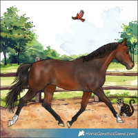 Horse Color:Bay 