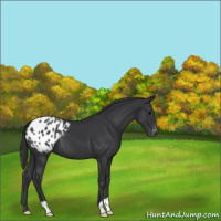 Horse Color:Black Appaloosa 