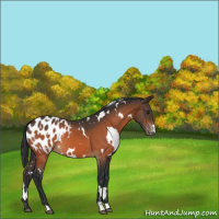 Horse Color:White Spotted Bay Appaloosa 