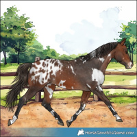 Horse Color:White Spotted Bay Blanket 