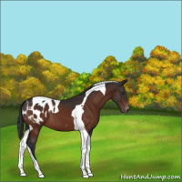 Horse Color:Brown Tobiano Appaloosa 