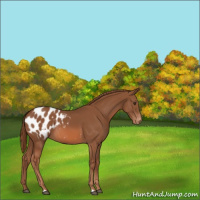 Horse Color:Chestnut Appaloosa 