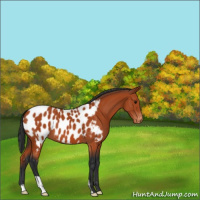 Horse Color:Bay Appaloosa 