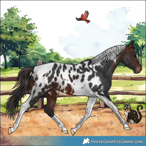 Horse Color:Brown Tobiano Appaloosa 