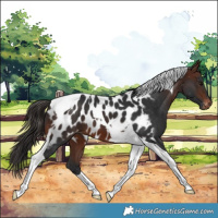 Horse Color:Brown Tobiano Appaloosa 