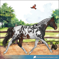 Horse Color:Brown Tobiano Appaloosa 