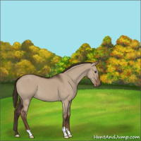 Horse Color:Liver Red Dun 