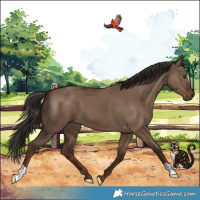 Horse Color:Liver Red Dun 